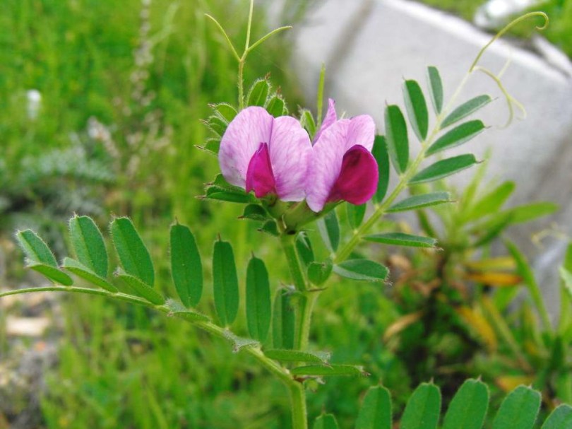 Vetési bükköny - Vicia angustifolia, Vicia angustifolia syn. Vicia sativa ssp. angustifolia, etnobotanika